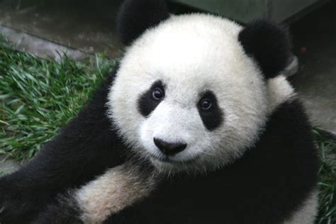 ^panda